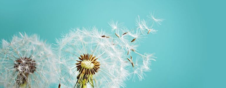 The Believer’s Declaration of Freedom